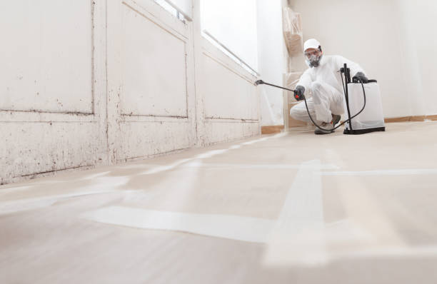 Black mold remediation team in Chester