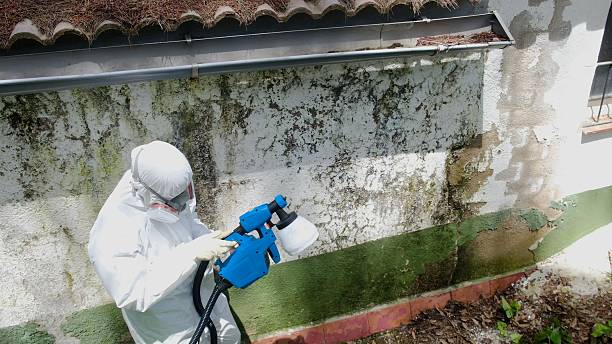 Mold Removal service in Chester